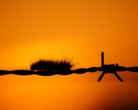 Caterpillar on fence Wallpaper