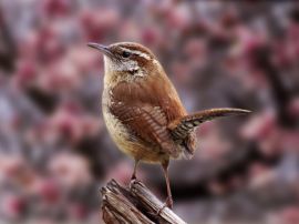 Cute brown bird Wallpaper