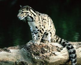 Clouded Leopard Обои