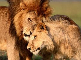 Lions caressing Wallpaper