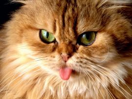 Cat with tongue Обои