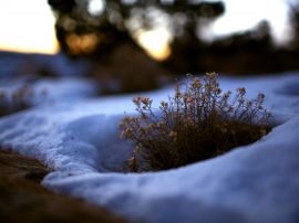 Surrounding snow Wallpaper