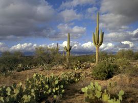 Saguaro Park Wallpaper