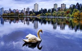 City lake swan Обои