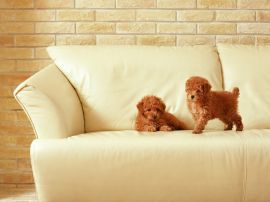 Two puppies on sofa Обои