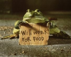 Frog with sign Обои