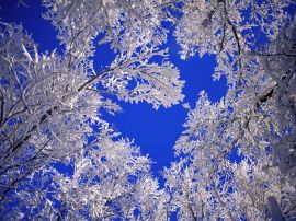 Frosted trees Обои