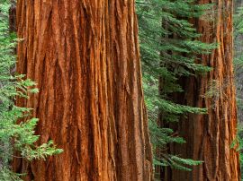 Giant Sequoia Trees Обои