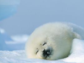 Harp Seal Wallpaper