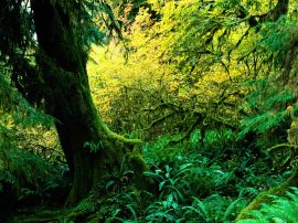 Hoh Rainforest Обои