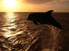 Dolphin in the sunset Обои
