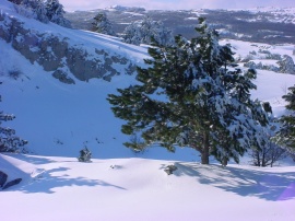 Winter tree and snow Обои