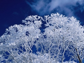 Winter frost branches Обои