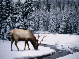 Winter stag Обои