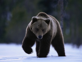 Winter big bear Обои