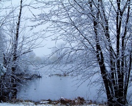 Winter trees snow Обои