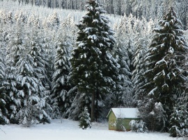 Snow trees winter Обои