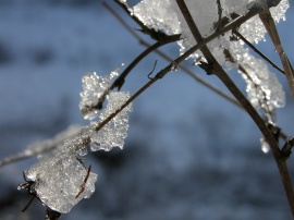 Ice on branch Обои