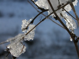 Ice on branch Wallpaper