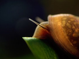 Snail on black Обои