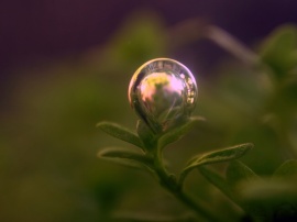 Bubble on plant Обои