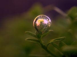 Bubble on plant Wallpaper