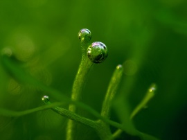 Green bubbles Wallpaper