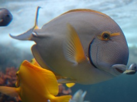 Vista underwater fish Обои
