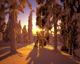 Winter forest view Wallpaper