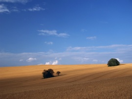 Golden field blue sky Wallpaper