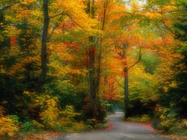 Autumn scenery Wallpaper