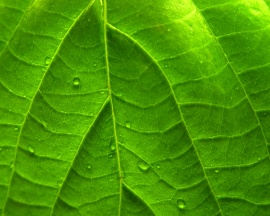 Green Vivid Leaf Обои