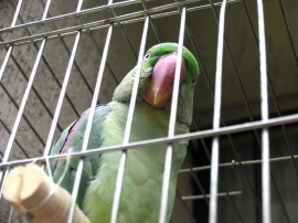 Nice parrot Обои