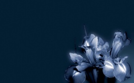 Blue flower Обои