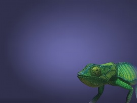 Chameleon Wallpaper