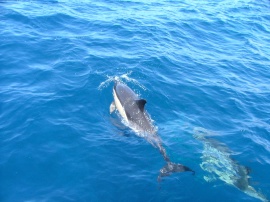 Dolphins Обои