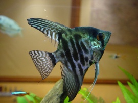 My Fish Обои