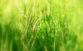 Long grass Обои