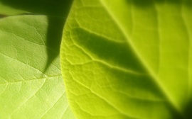 Green leafs Wallpaper