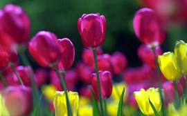 Spring tulips Обои