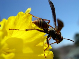 Bee on flower Wallpaper