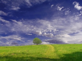 Tree in field Wallpaper