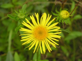 Yellow flower #3 Wallpaper