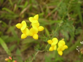 Yellow flowers #4 Обои