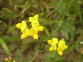 Yellow flowers #4 Wallpaper