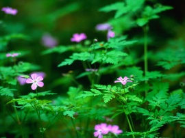 Forest flowers Wallpaper