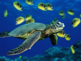 Green sea turtle Обои