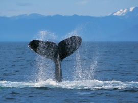 Humpback whale Wallpaper