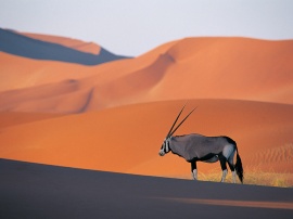 Oryx Antelope Wallpaper