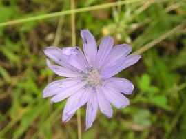 Purple flower #1 Wallpaper